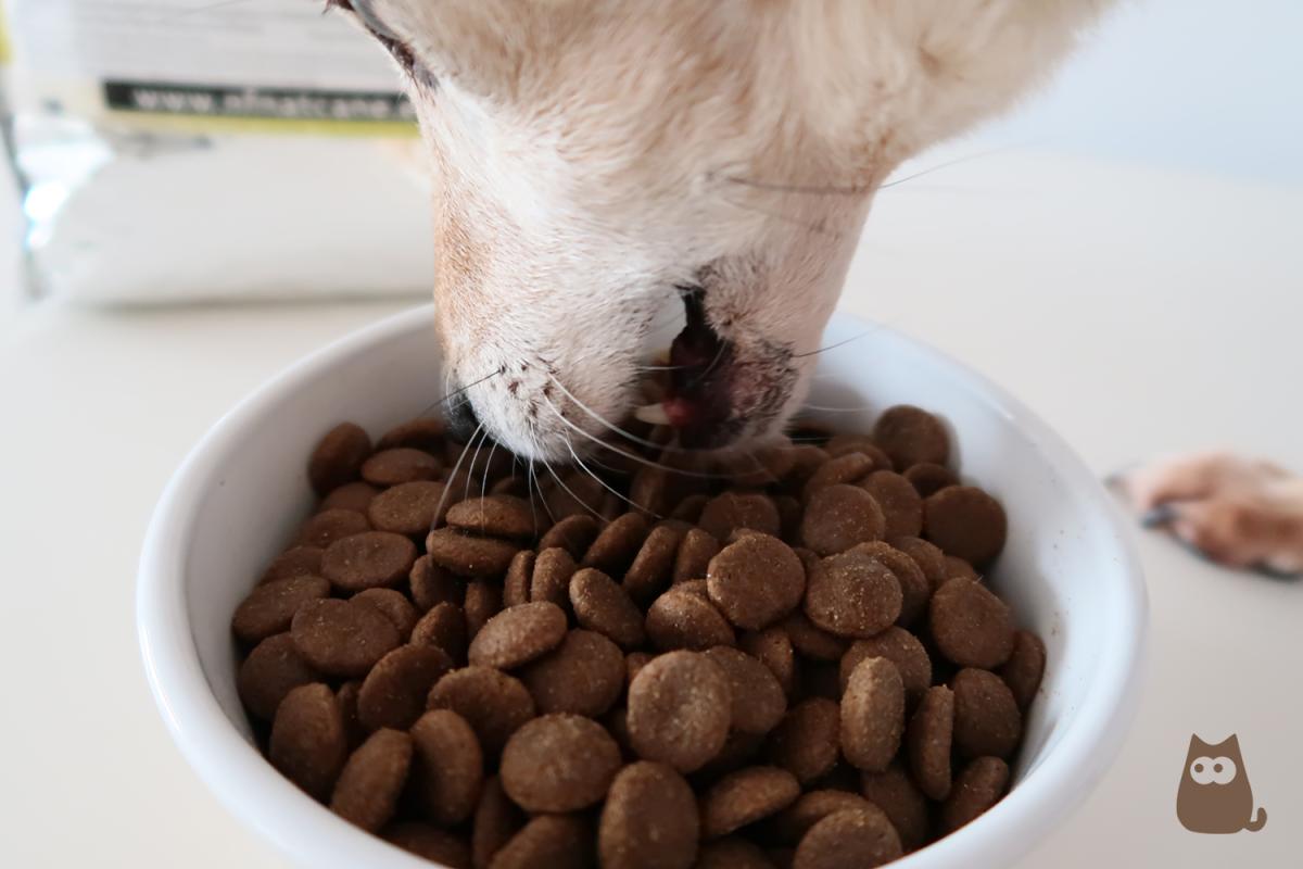 Las mejores marcas de piensos para perros españolas