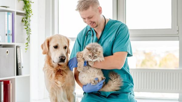 La Ley de Bienestar Animal es clara: estos son los únicos casos en los que se puede practicar la eutanasia a un perro o un gato - Por qué la eutanasia de una mascota exige ahora documentación clínica y control veterinario