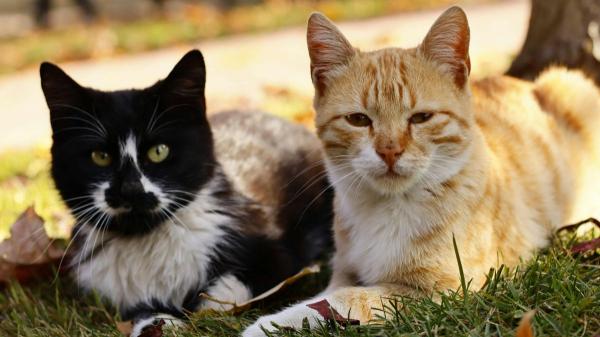Carlos Gutiérrez, veterinario: “Los gatos blancos y negros son más esquivos y controladores” - El mito de los gatos blanco y negro: ser independientes no significa que no quieran a sus dueños