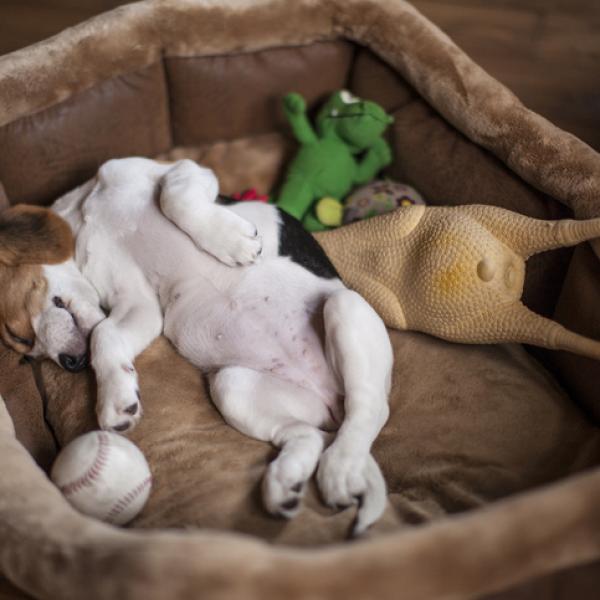 que significa cuando tu perro quiere dormir todo el dia