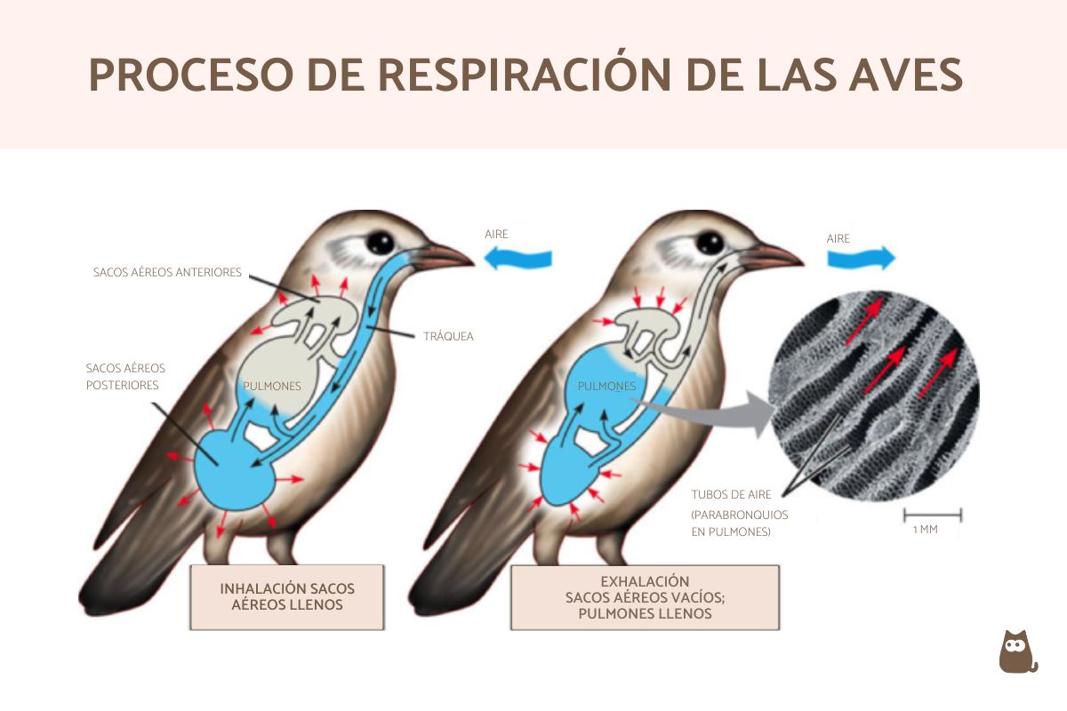 ¿Por dónde y cómo respiran las aves?