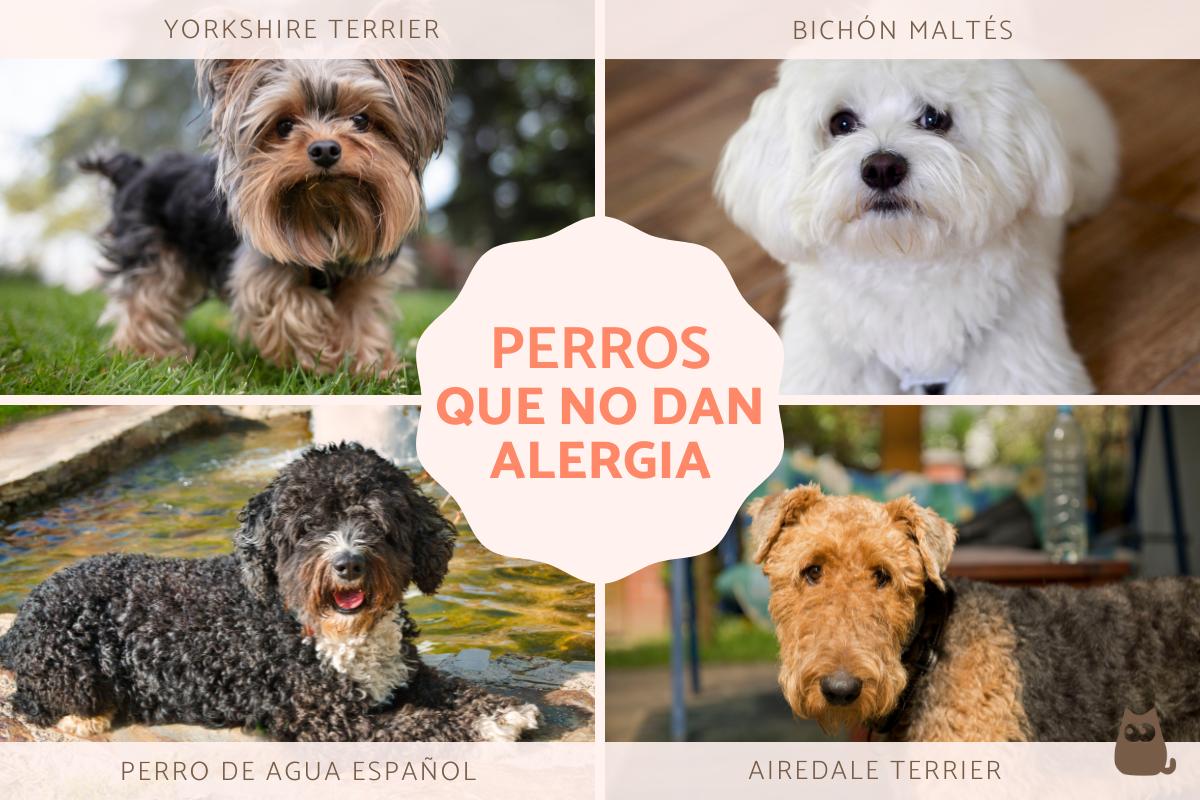 Razas de perros que no dan alergia o hipoalergénicos