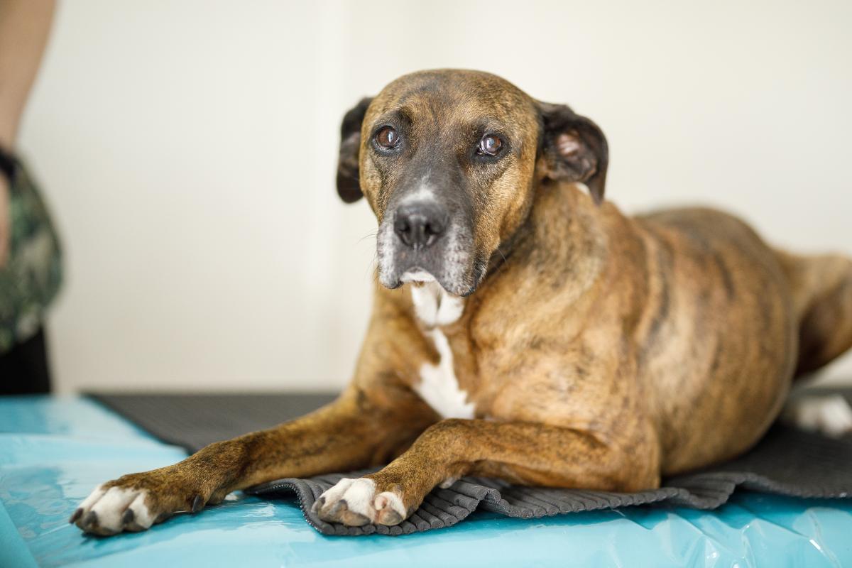 Anemia en perros viejos: causas, síntomas y tratamiento