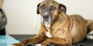 Anemia en perros viejos: causas, síntomas y tratamiento
