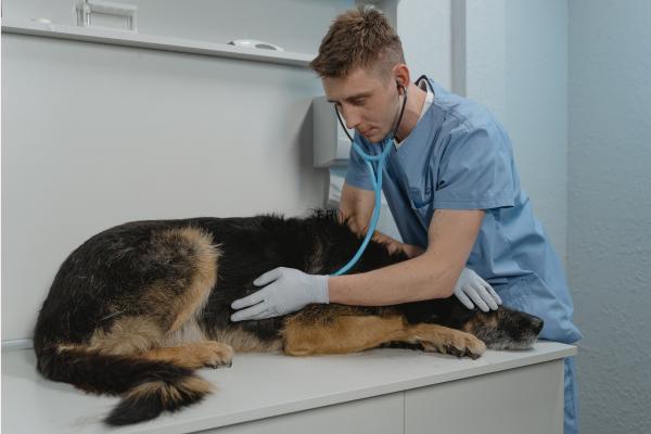 Anemia en perros viejos: causas, síntomas y tratamiento - ¿Cómo tratar la anemia en perros viejos?