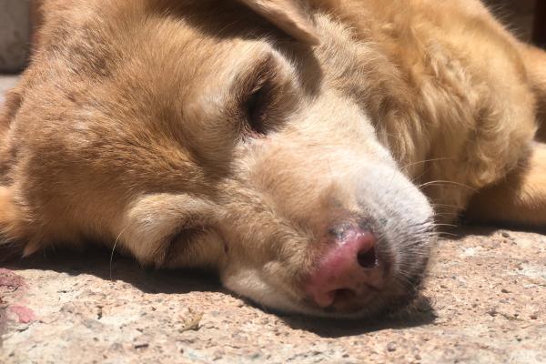 Anemia en perros viejos: causas, síntomas y tratamiento - ¿Cuáles son los síntomas de anemia en perros viejos?