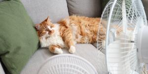 Eva Sánchez-Paniagua, veterinaria: “Un gato con calor puede dormir más, pero no debería dejar de comer o beber”