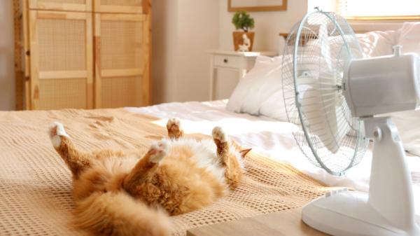 Eva Sánchez-Paniagua, veterinaria: “Un gato con calor puede dormir más, pero no debería dejar de comer o beber” - Si tu gato respira con la boca abierta en verano, no lo confundas con el jadeo de un perro