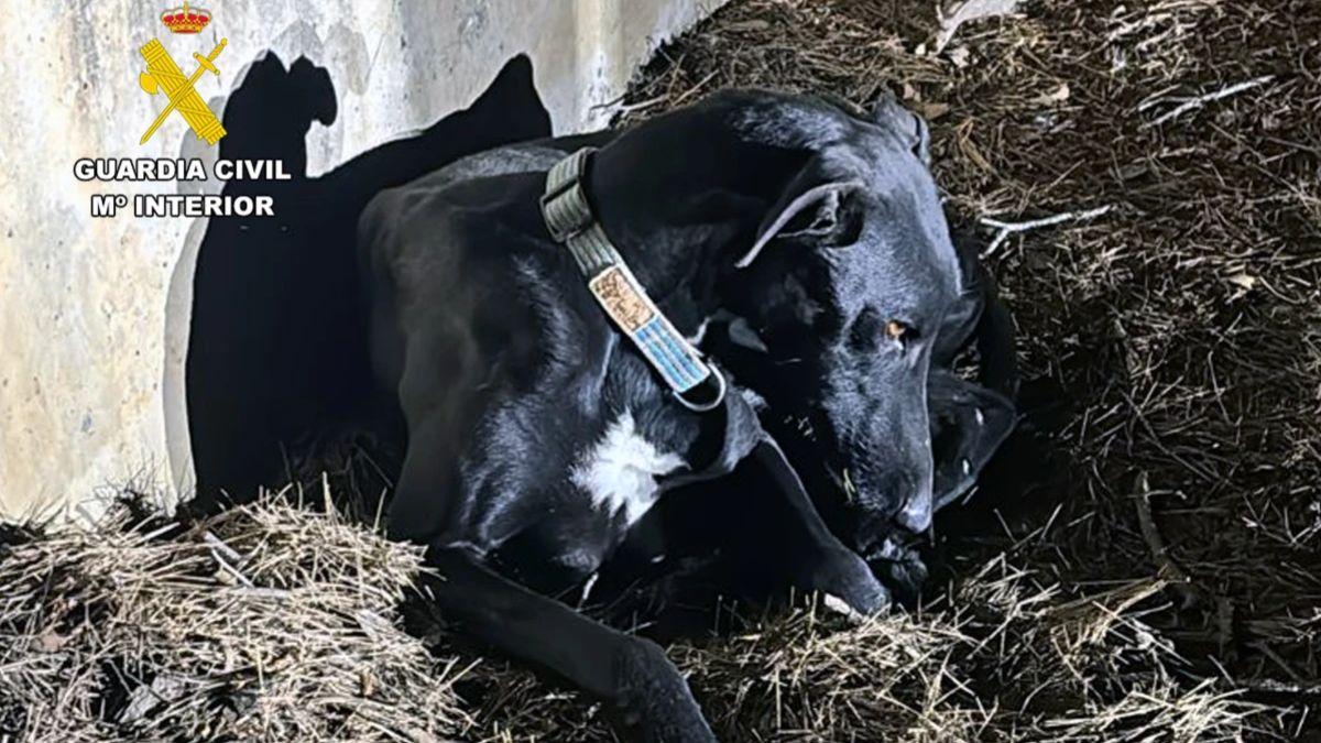 Investigan a un veterinario por certificar la muerte de un perro que apareció vivo cuatro días después: qué dice la ley