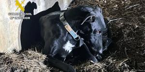 Investigan a un veterinario por certificar la muerte de un perro que apareció vivo cuatro días después: qué dice la ley