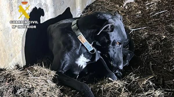Investigan a un veterinario por certificar la muerte de un perro que apareció vivo cuatro días después: qué dice la ley