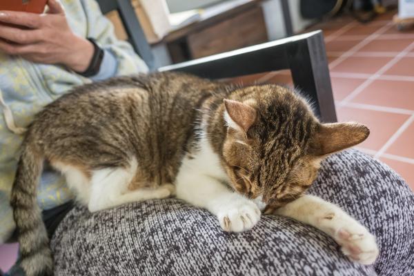 ¿Por qué los gatos eligen a una persona para dormir? - 1. Afecto y confianza