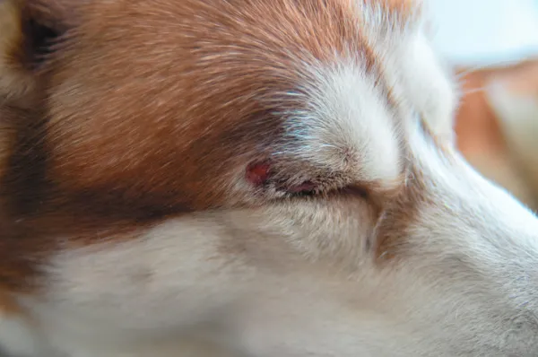 qué haría que el ojo de un perro se hinchara