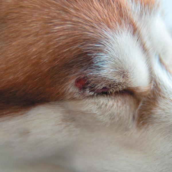 puedo darle a mi perro ungüento para los ojos con eritromicina