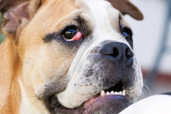 qué es el tercer párpado en un perro