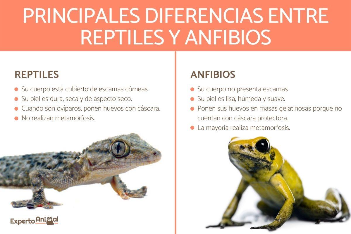 Diferencias entre reptiles y anfibios