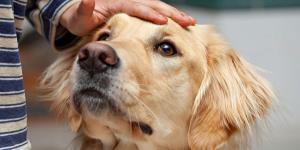 La psicología explica por qué algunas personas generan confianza en los perros desde el primer momento y otras rechazo