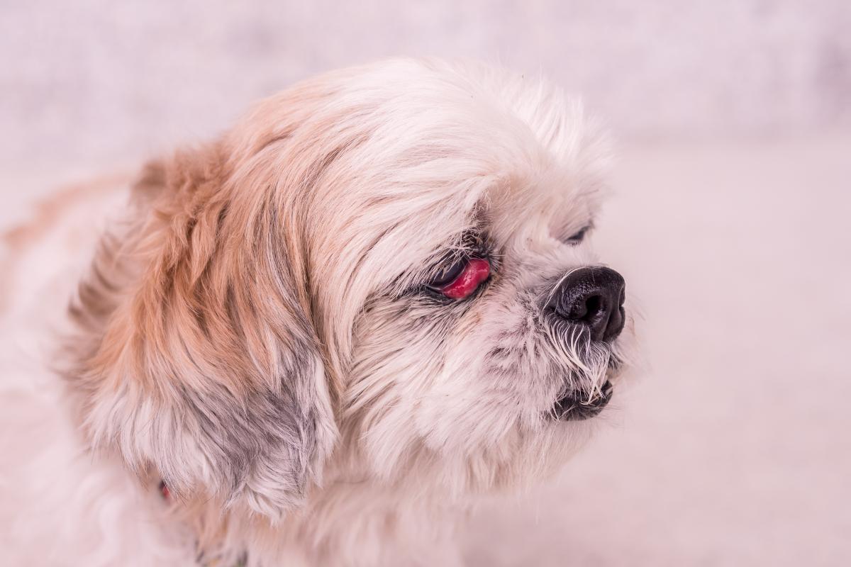 Tercer párpado en perros o membrana nictitante: tratamiento y causas