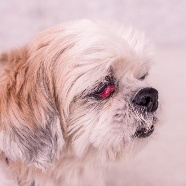 qué es el tercer párpado en un perro