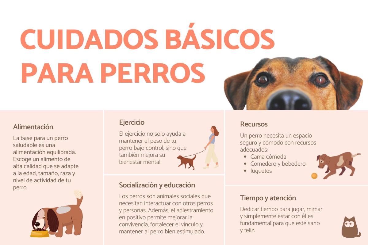 ¿Cómo cuidar a un perro?