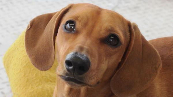 Lo que nadie te cuenta de los perros salchicha: 10 datos que explican por qué son tan únicos (y un poco tercos) - El mundo (y las redes sociales) se rinden a sus pies