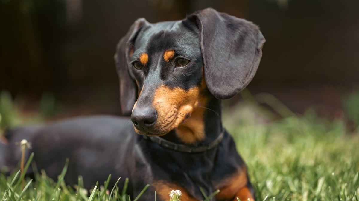 Lo que nadie te cuenta de los perros salchicha: 10 datos que explican por qué son tan únicos (y un poco tercos)