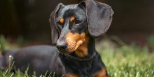 Lo que nadie te cuenta de los perros salchicha: 10 datos que explican por qué son tan únicos (y un poco tercos)