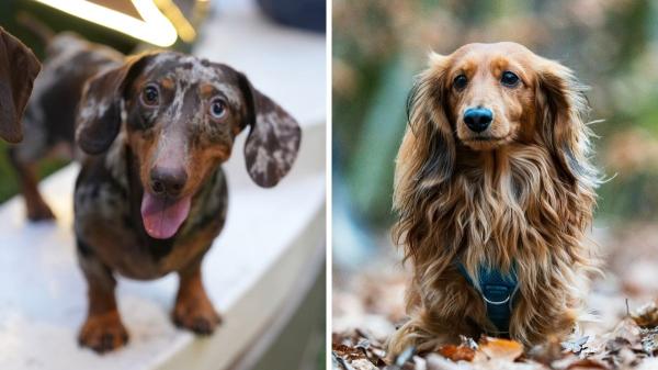 Lo que nadie te cuenta de los perros salchicha: 10 datos que explican por qué son tan únicos (y un poco tercos) - Ni todos pesan lo mismo, ni todos son iguales: las variantes del teckel