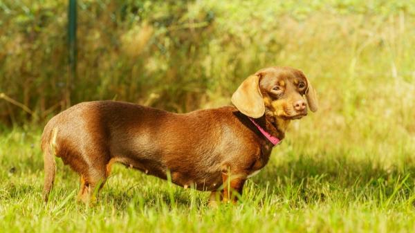 Lo que nadie te cuenta de los perros salchicha: 10 datos que explican por qué son tan únicos (y un poco tercos) - Su gran talón de Aquiles: la columna