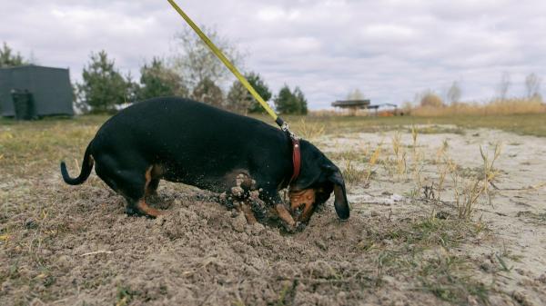 Lo que nadie te cuenta de los perros salchicha: 10 datos que explican por qué son tan únicos (y un poco tercos) - Un excavador profesional