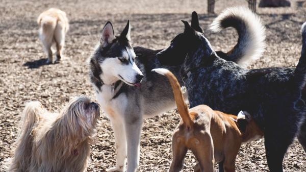 María Figuerola, arquitecta: “El problema de los pipicanes es que están diseñados desde el punto de vista humano, no desde las necesidades de los perros” - Un recinto lleno de perros no siempre es un entorno adecuado para todos