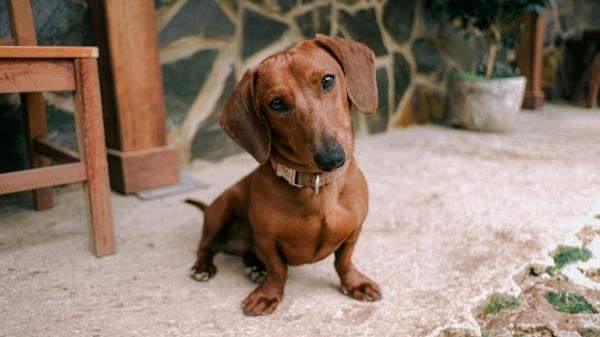 Lo que nadie te cuenta de los perros salchicha: 10 datos que explican por qué son tan únicos (y un poco tercos) - Una mutación genética: el secreto de sus patas cortas