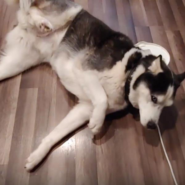 las enfermedades del corazón pueden causar convulsiones en los perros