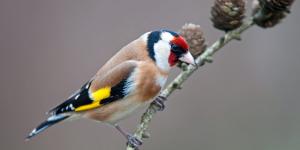 El jilguero en el punto de mira: el Ave del Año reactiva la lucha contra el silvestrismo en España