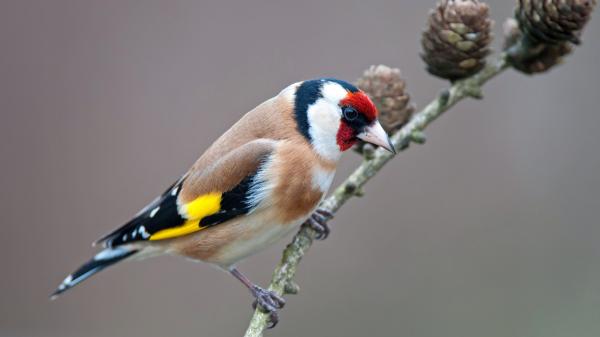 El jilguero en el punto de mira: el Ave del Año reactiva la lucha contra el silvestrismo en España
