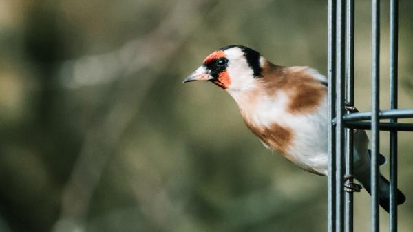 El jilguero en el punto de mira: el Ave del Año reactiva la lucha contra el silvestrismo en España - El silvestrismo: una práctica en el centro del debate