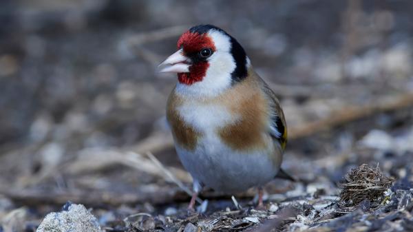 El jilguero en el punto de mira: el Ave del Año reactiva la lucha contra el silvestrismo en España - Menos semillas y más pesticidas: un entorno hostil para el jilguero