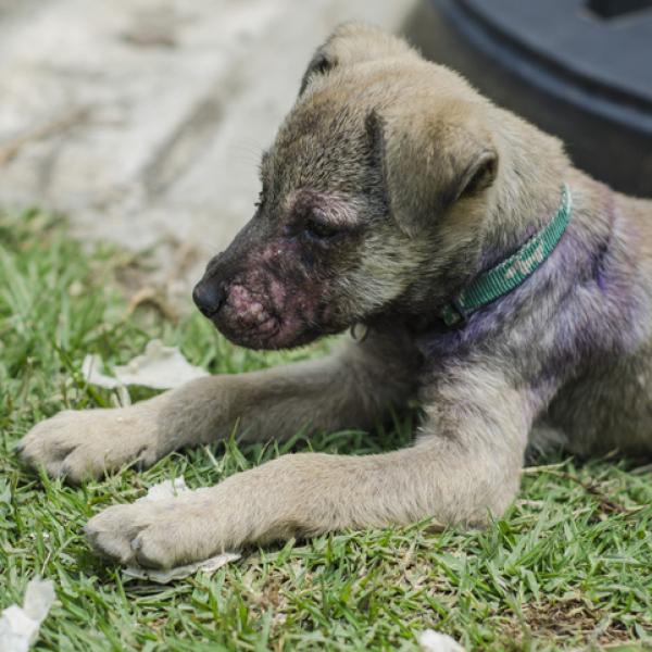 qué causa los ácaros en los perros