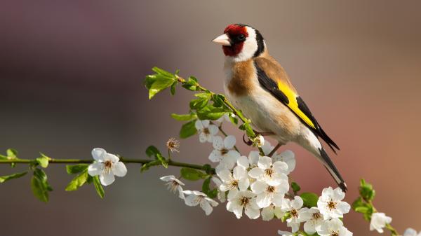 El jilguero en el punto de mira: el Ave del Año reactiva la lucha contra el silvestrismo en España - Una especie presente en entornos rurales y urbanos