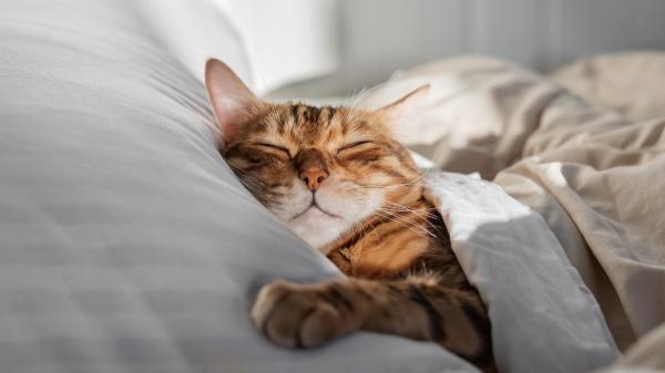 Las personas que duermen con su gato comparten estos 5 rasgos, según la psicología - Destacan por tener una personalidad más empática