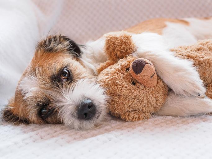Muñecos para perros en celo new arrivals