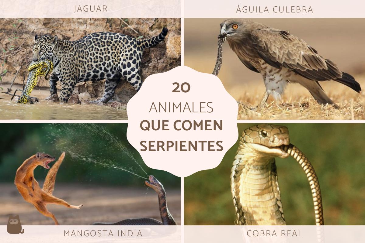 Animales que comen serpientes