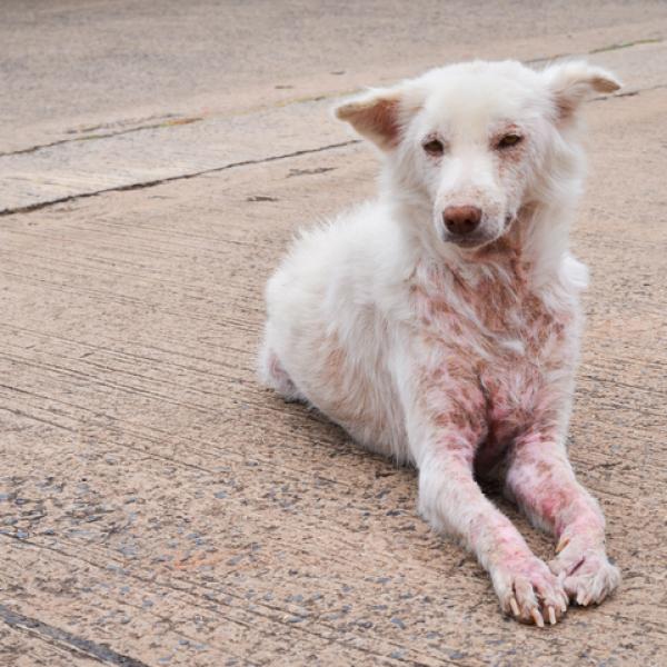 cuanto duran las espinillas de los perros