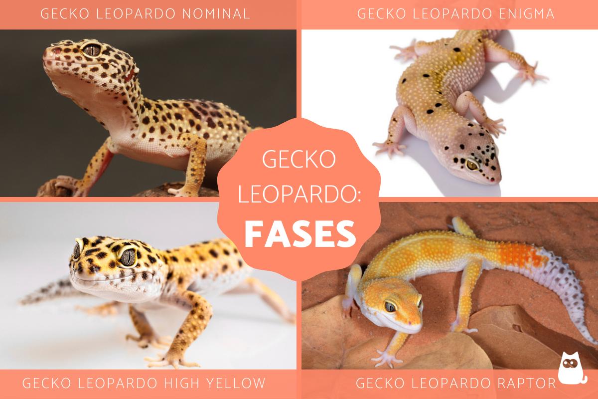 Fases del gecko leopardo - Qué son y ejemplos