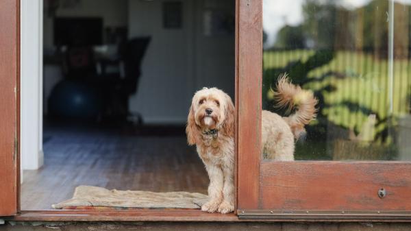 Viajar con perro o gato este verano: todo lo que conviene revisar antes de salir de vacaciones - Las recomendaciones de los expertos para elegir un alojamiento pet friendly