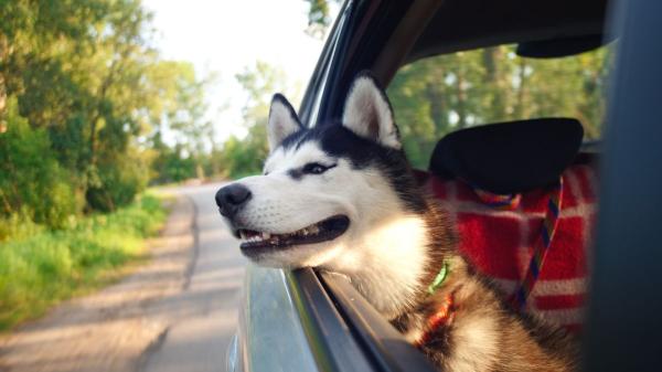 Viajar con perro o gato este verano: todo lo que conviene revisar antes de salir de vacaciones - Los veterinarios advierten: un golpe de calor puede ser mortal para tu mascota