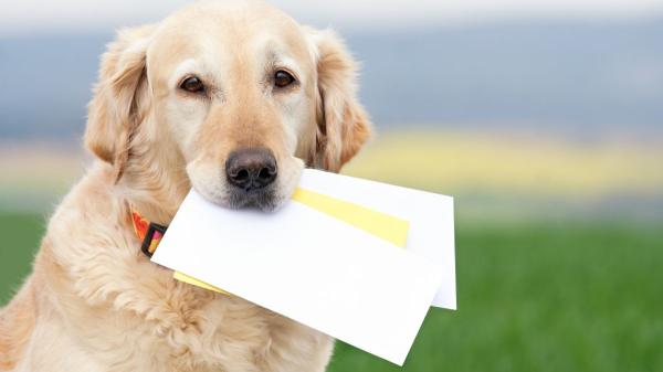Viajar con perro o gato este verano: todo lo que conviene revisar antes de salir de vacaciones - Qué documentos necesita una mascota para viajar por España