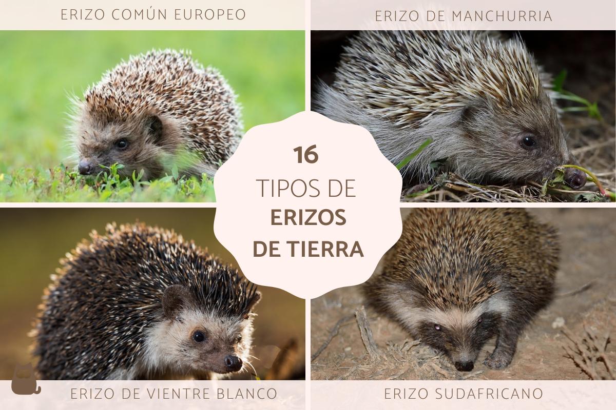 Tipos de erizos de tierra