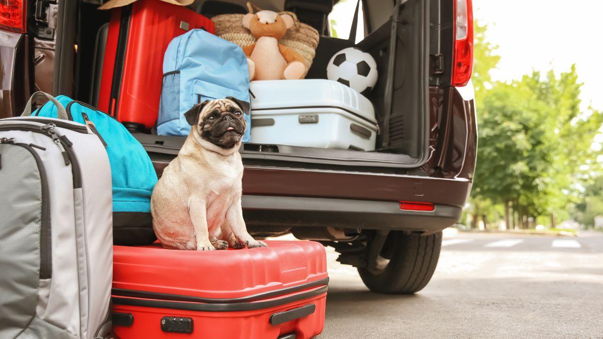 Viajar con perro o gato este verano: todo lo que conviene revisar antes de salir de vacaciones