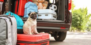 Viajar con perro o gato este verano: todo lo que conviene revisar antes de salir de vacaciones